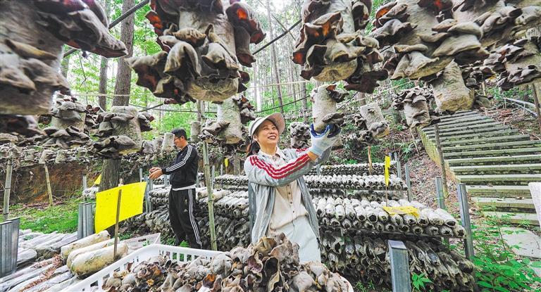 量发展产业调研】林下生金冰球突破正规网站【高质(图1)